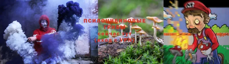 Псилоцибиновые грибы Psilocybe  Алейск 